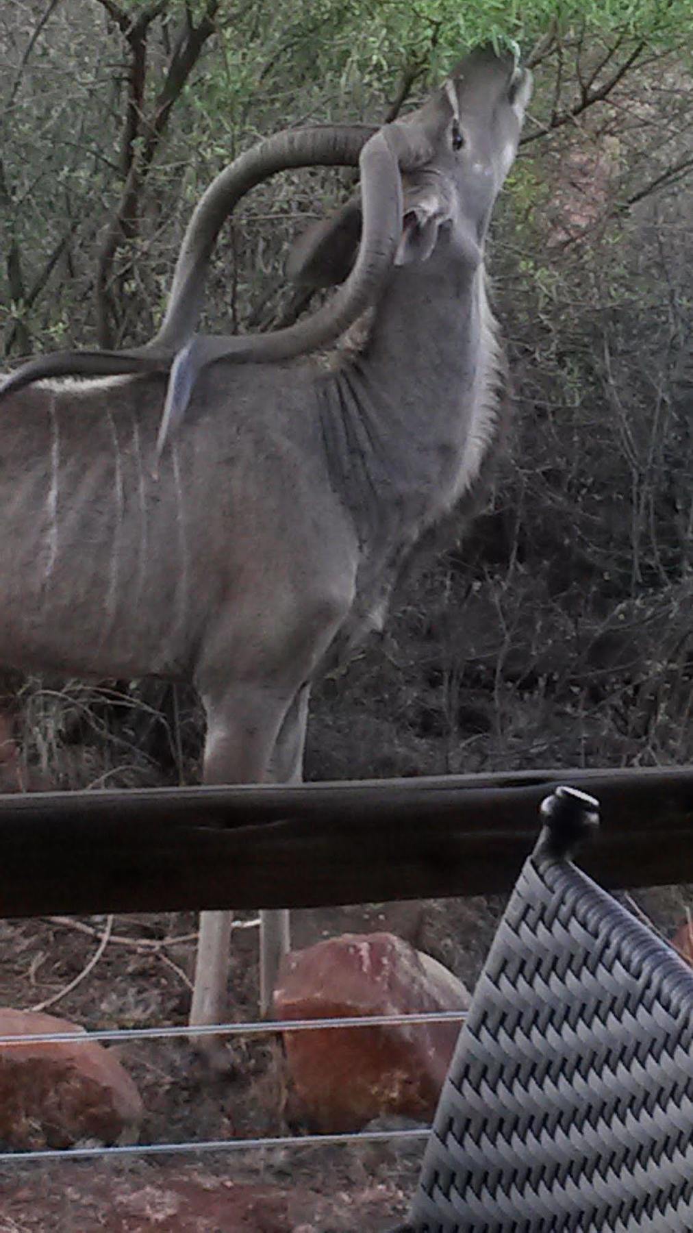 Bona Bona Game Lodge Wolmaranstad Exterior foto