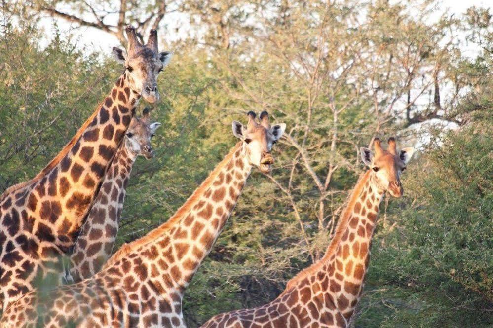 Bona Bona Game Lodge Wolmaranstad Exterior foto